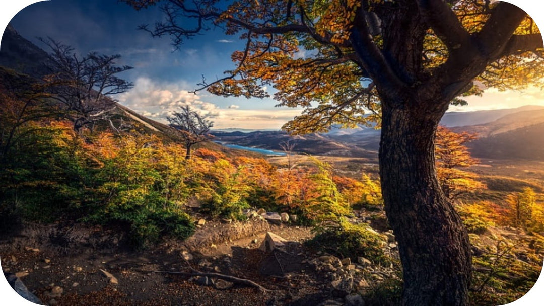 tree and mountains in autumn in patagonia
