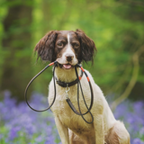 Design Your Own Dog Lead - Alma