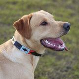 Dog Collar - Multi