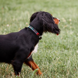 Dog Collar - 'Navidad' - pampeano UK