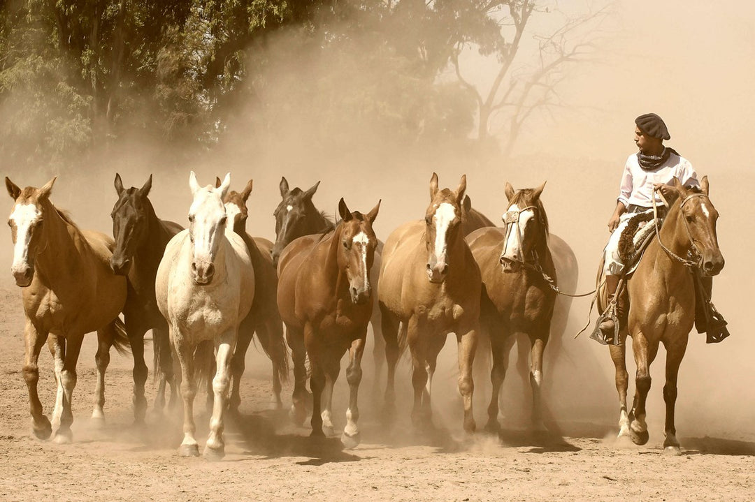 Wild horses - the spirit of La Pampa