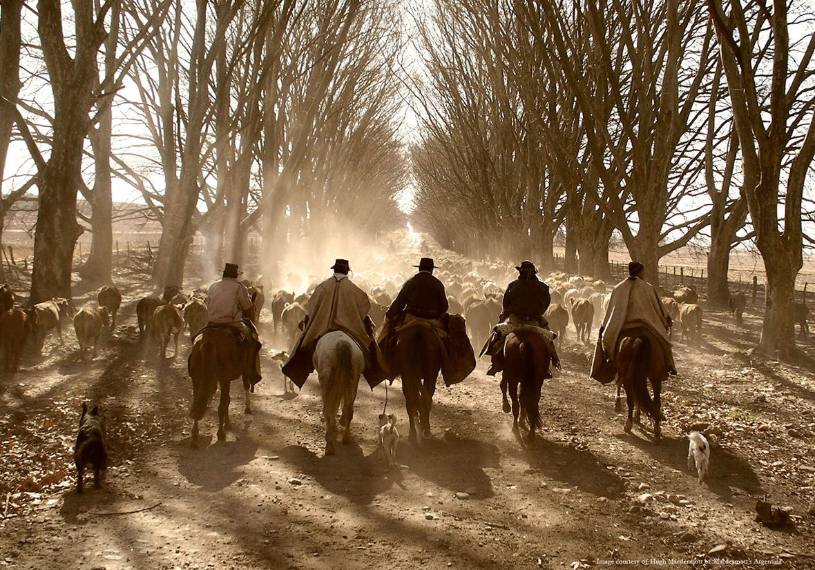 Pony trekking: Adventures across the Andes