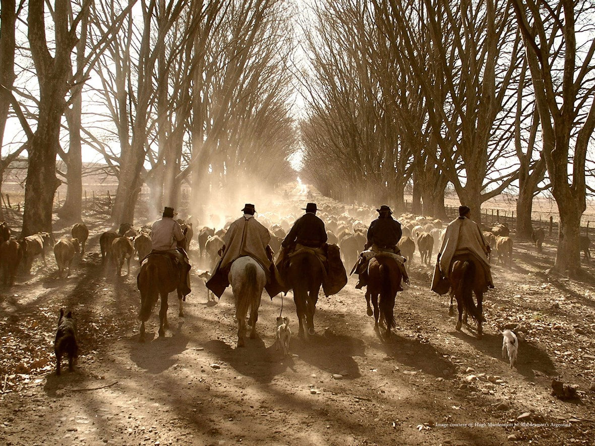 Pony trekking: Adventures across the Andes
