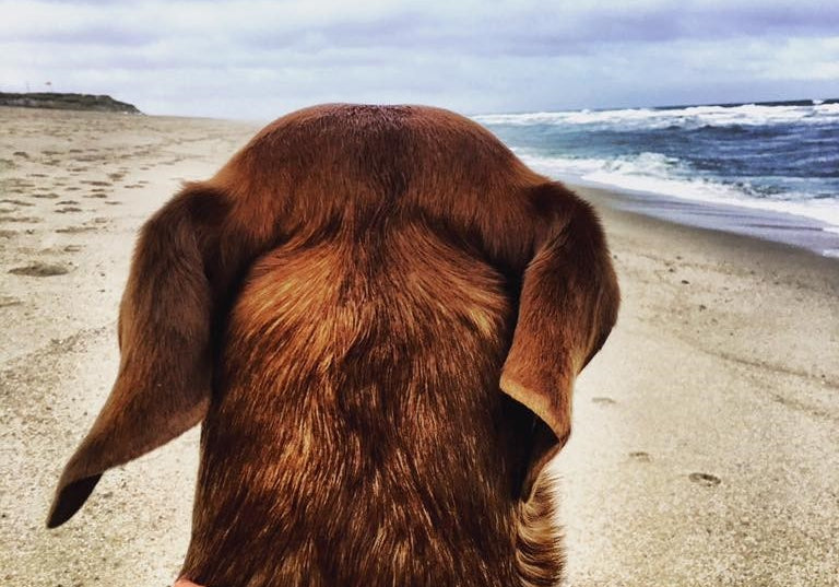 Styling ideas for different dog breeds