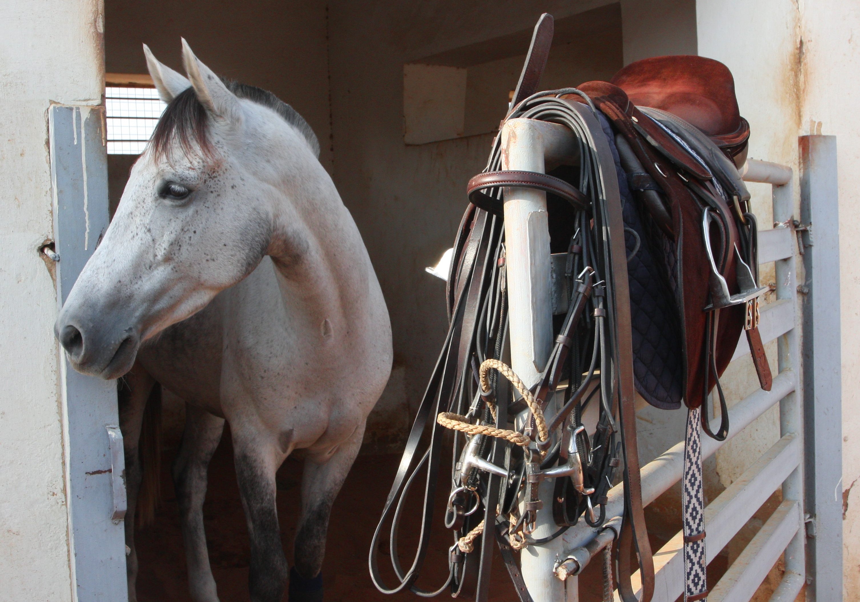 Polo pony looking left with saddle and bridle on the fence next to it