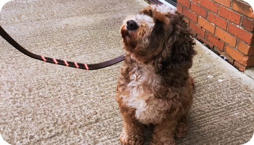 made for walks, ready for fetch: a guide to dog collars & leads