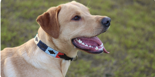 why cheap dog collars can damage your dog's fur: a material guide