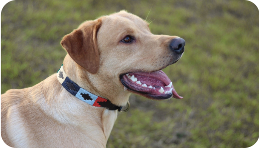 why cheap dog collars can damage your dog's fur: a material guide