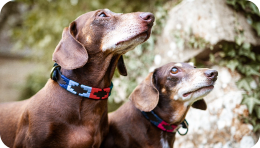 the ultimate duo: coordinated leather accessories for you and your dog