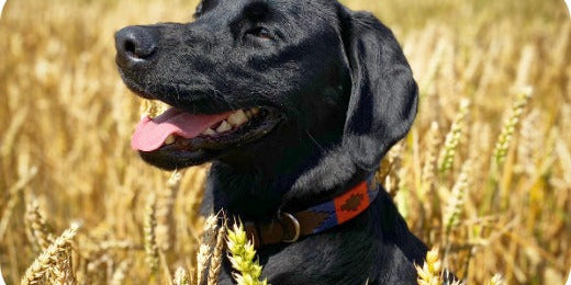 pampeano Collars & Leads: Style That Matches Your Dog’s Personality