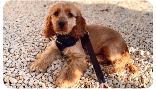 Celebrating Pets Month with pampeano: Honouring Our Furry Friends