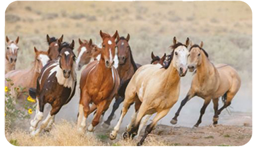 Happy World Animal Day from pampeano: Celebrating the Beauty of Wildlife and Heritage