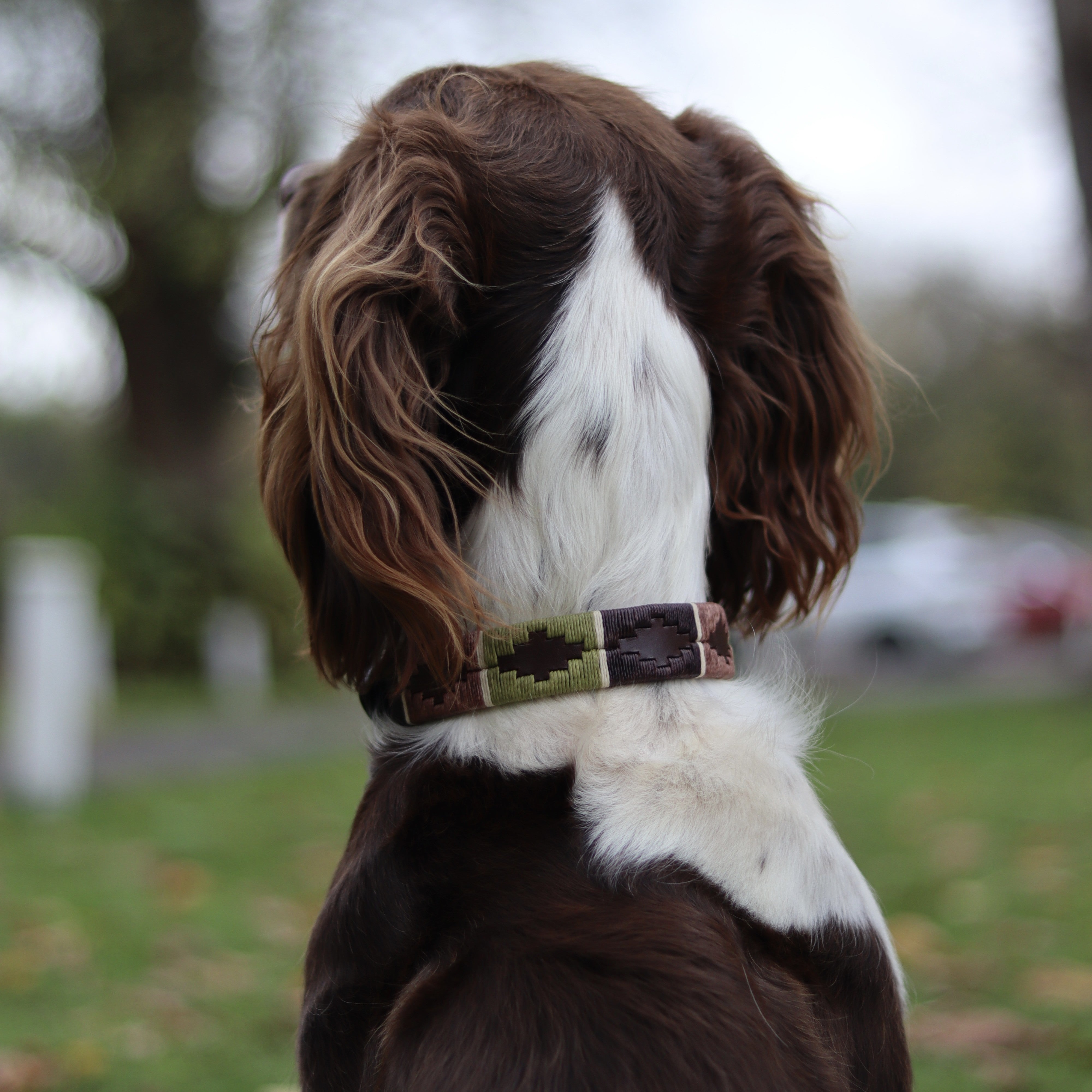 design your own dog accessory