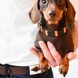 Dog Collar - Misiones