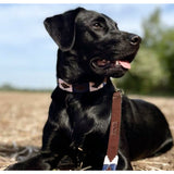 Dog Lead - Hermoso