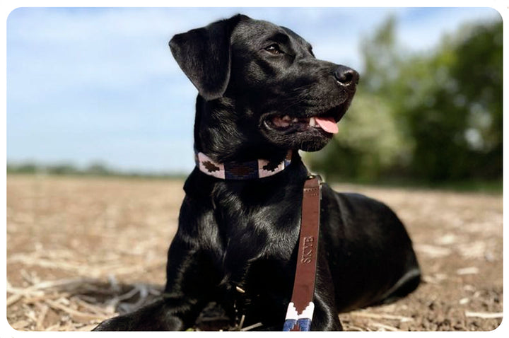 Dog Lead - Hermoso