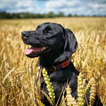 Dog Collar - 'Audaz' - pampeano UK