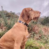 Design Your Own Dog Collar - Carmen