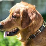 Auswahl an Hundehalsband und Leine aus Leder – Geschenkpaket