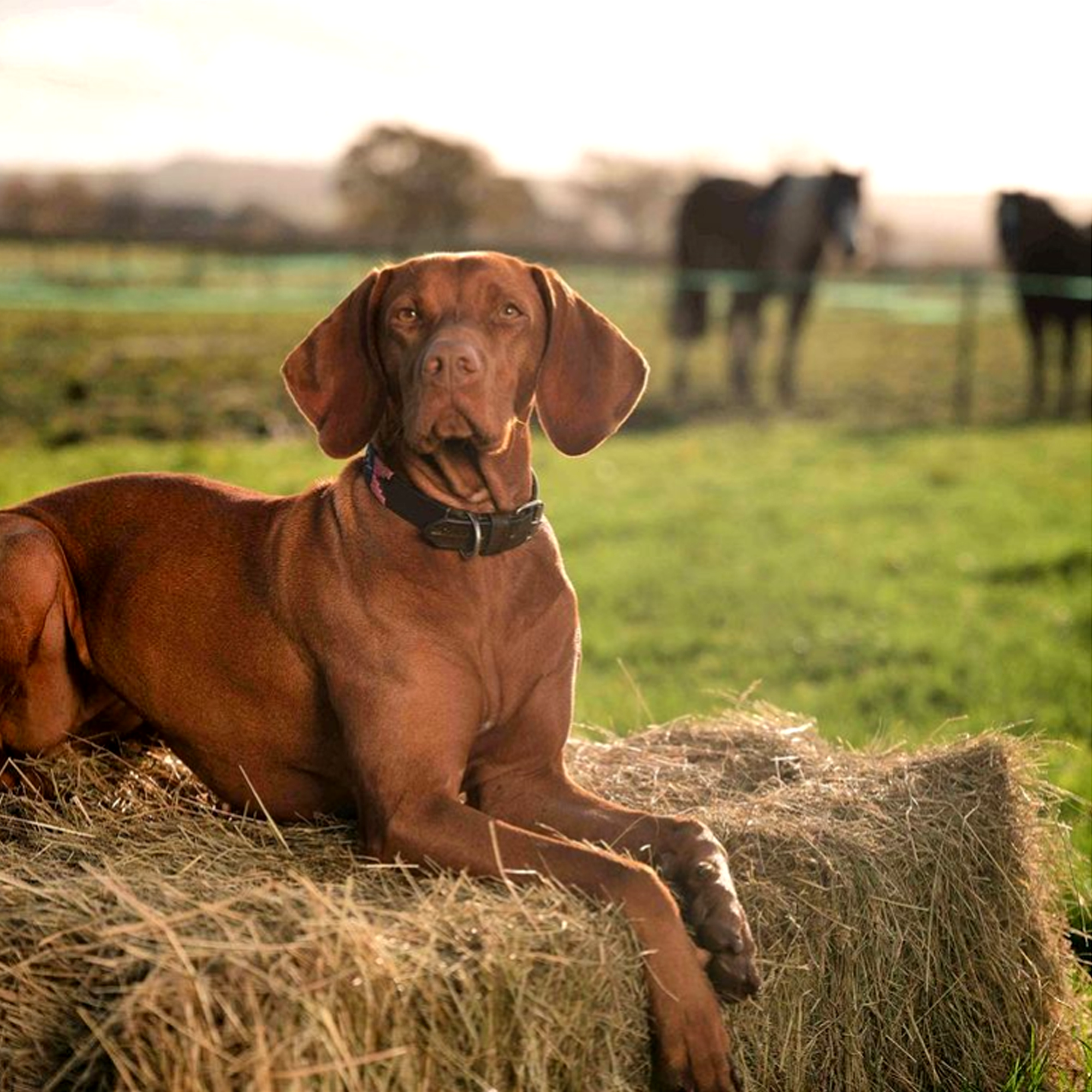 Dog Collar - 'Petalo' - pampeano UK