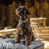 Design Your Own Dog Collar - Alma