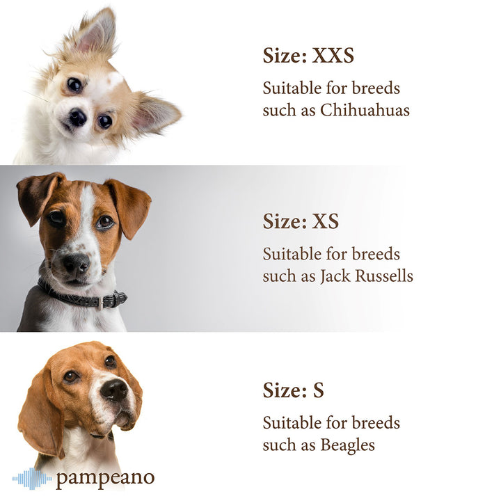 Auswahl zwischen einem beliebigen Pampeano-Ledergürtel, Hundehalsband und einer Leine - Geschenkpaket